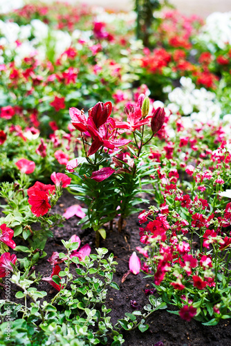Red Flowers in a Plot