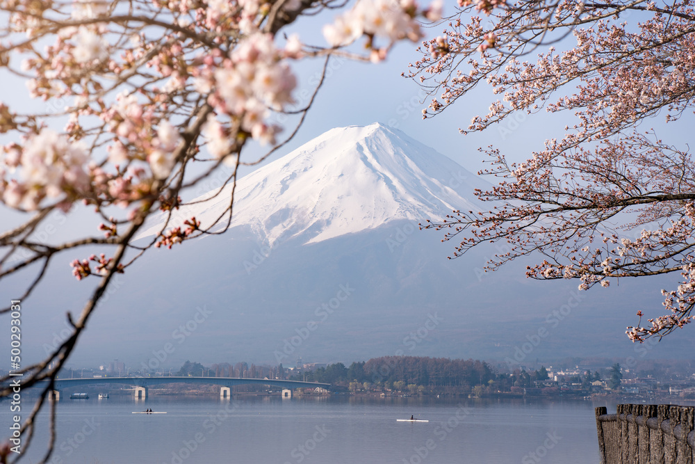 Sakura framed Mount Fuji 