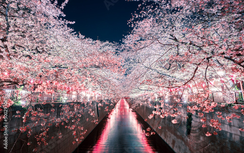 Night Sakura Viewing (Yuzakura) at Nakameguro, Tokyo, Japan