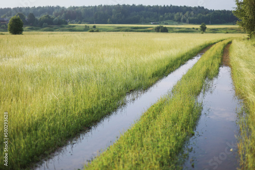 A picturesque view of a beautiful spring sunset on a green shiny field with green grass  puddles after rain and golden sunlight  a forest and a country road. Soft focus.