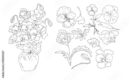 Pansies flowers spring flowering plants graphic illustration hand drawn coloring book for kids sketch doodle