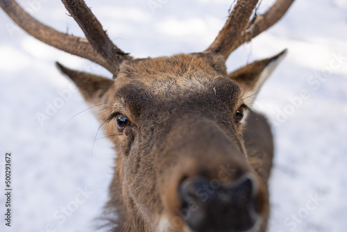 Portrait of a young deer in close-up. Soft focus