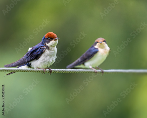 A Pair of Wire Tail Swallow photo