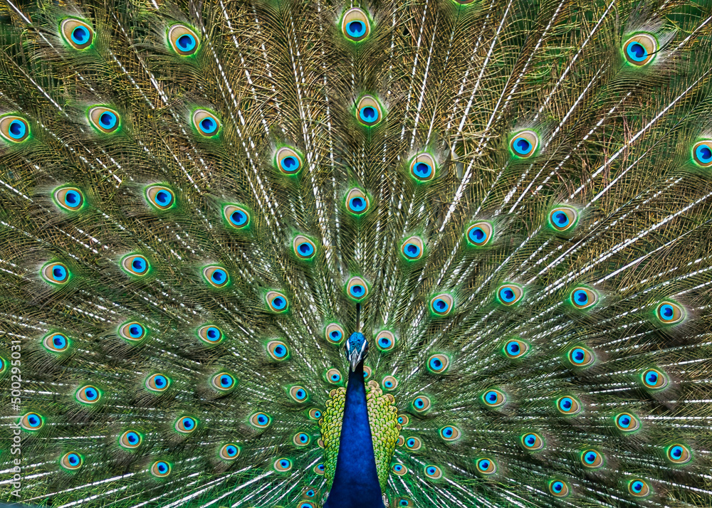 Obraz premium A dancing peacock with open feathers