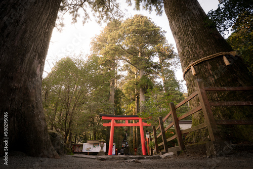 Red Torii Gate of Hakone Shrine in the evening light, Hakone, Japan