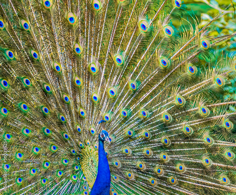 Obraz premium A Dancing Peacock in garden