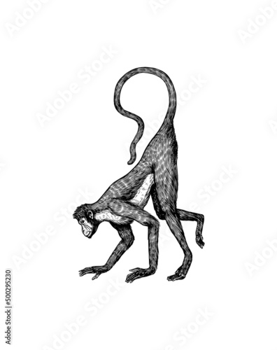Colombian white faced capuchin or Rhesus macaque is crawling.. Monkey in vintage style. Hand drawn engraved sketch in woodcut style