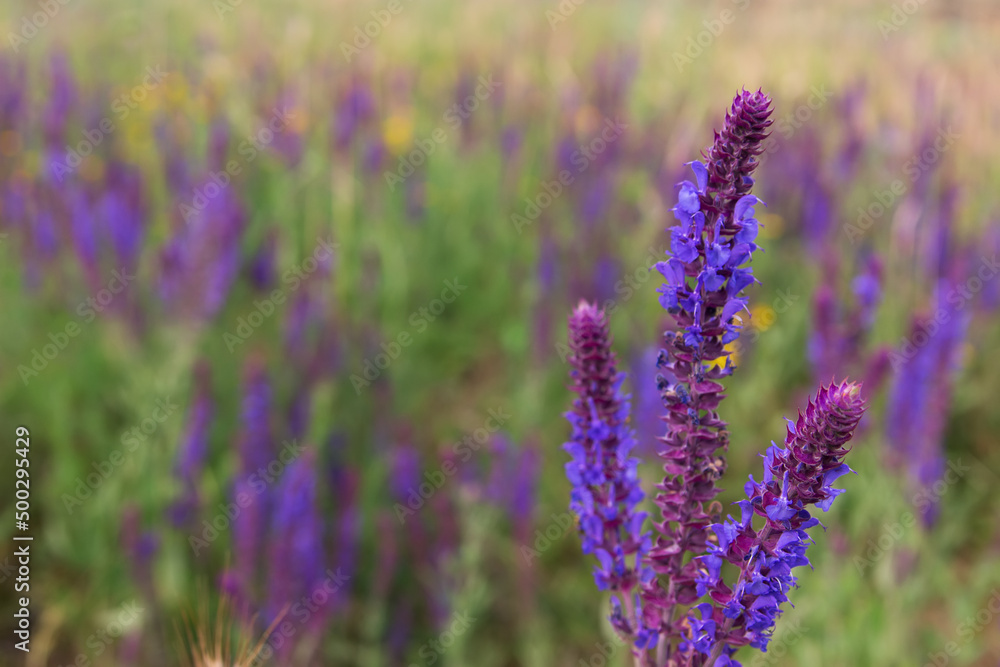 Obraz premium A lot of purple wildflowers on green meadow.