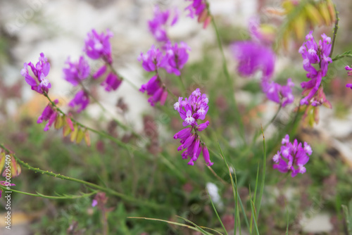 Purple rocky tufted flowers in green grass background.