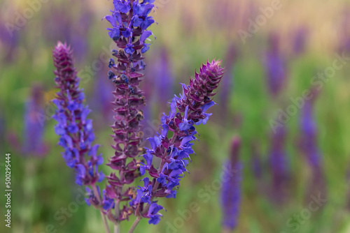 Fototapeta Naklejka Na Ścianę i Meble -  A lot of purple wildflowers on green meadow.
