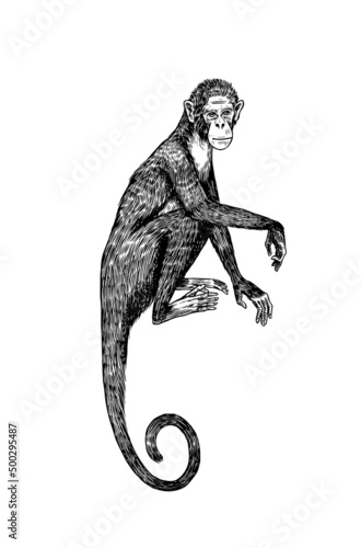 Colombian white faced capuchin or Rhesus macaque. Monkey in vintage style. Hand drawn engraved sketch in woodcut style