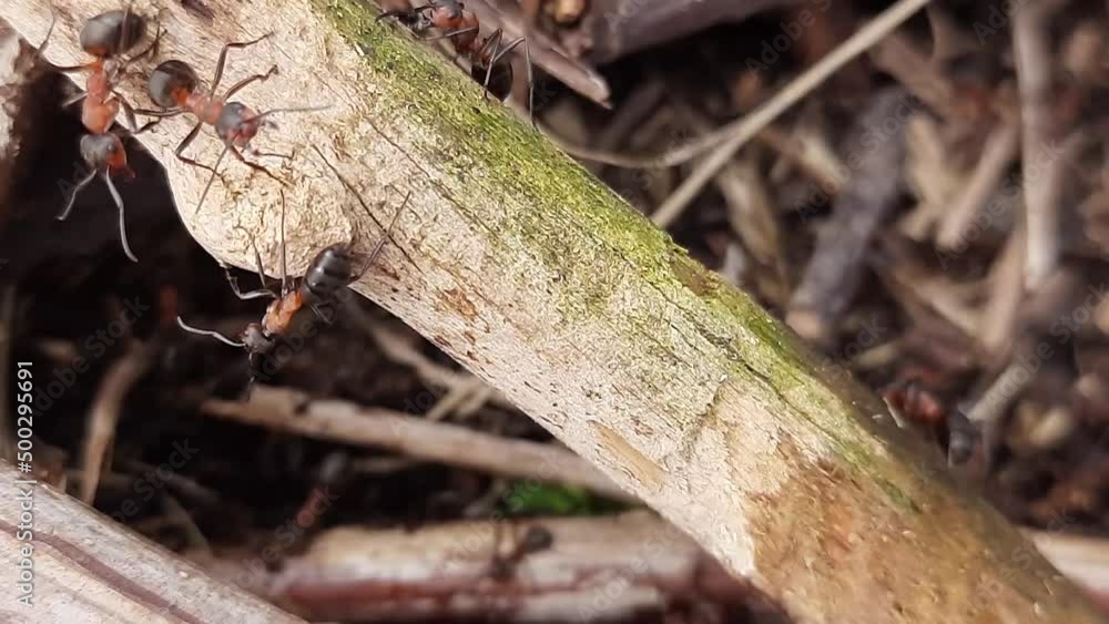 ant on the ground ant on the ground