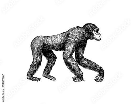 Bonobo or chimpanzee in vintage style Fototapet