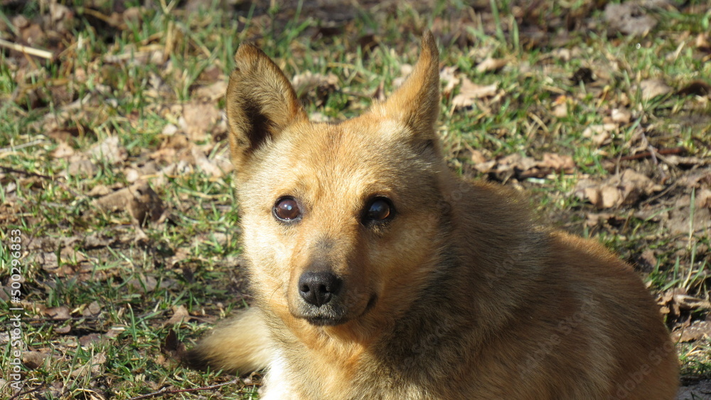 old homeless blind red dog