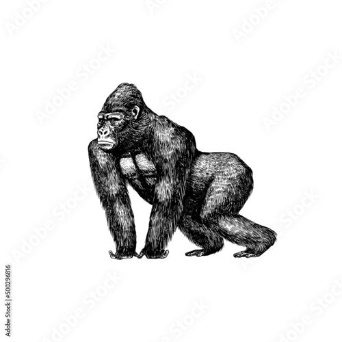 Western gorilla is crawling in vintage style. Giant monkey. Hand drawn engraved sketch in woodcut style. 