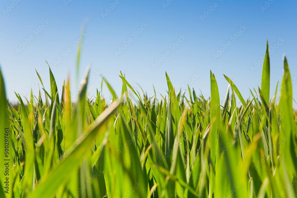 Obraz premium Close-up and detail of a green corn agricultural field in springtime still without the ear
