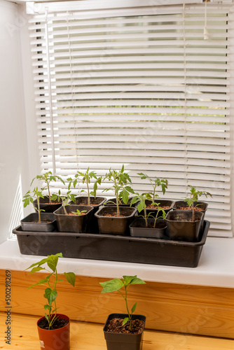 Tomato seedlings on the windowsill. Growing seedlings at home.
