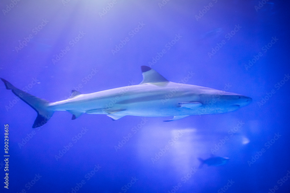 Fototapeta premium Hai