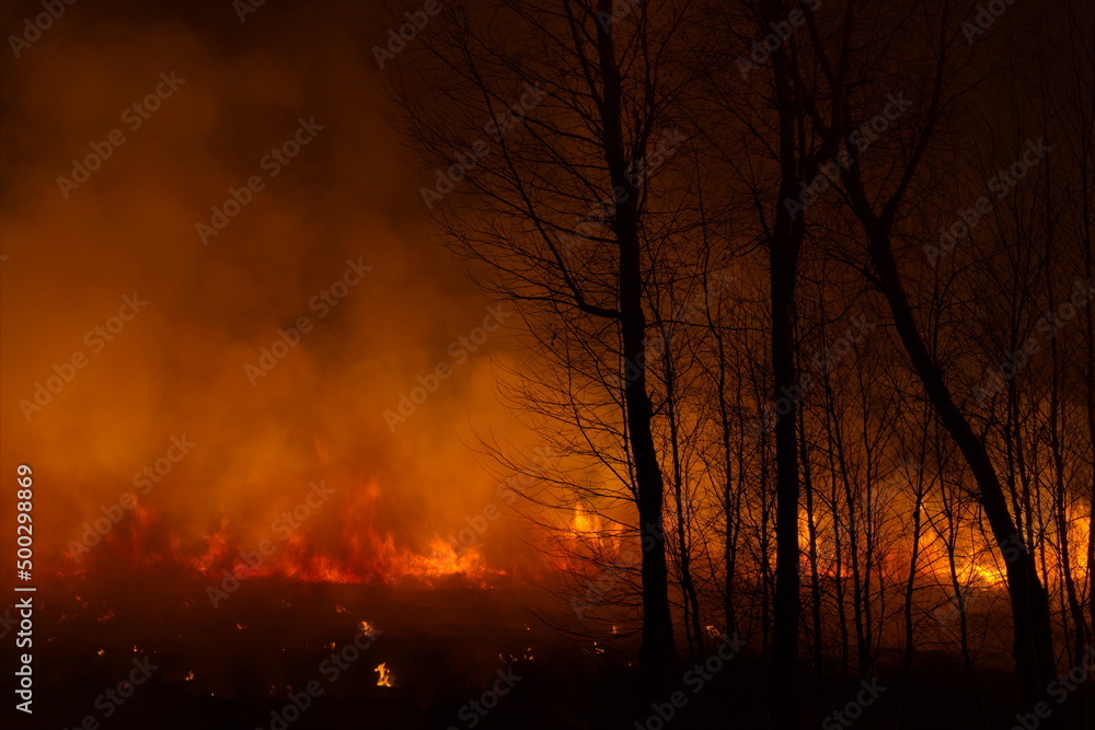 Russia. South of Western Siberia. Night fire in the spring forest. Arson causes terrible fires in fields and forests during the dry spring, which are very difficult to extinguish.