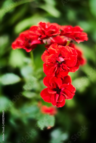 Beautiful red Blossoms and dark green leafes