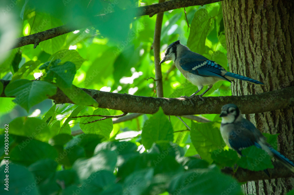 Blue Jays on a branch Blue Jays on a branch