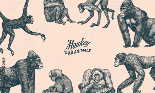 Bonobo or chimpanzee, Western gorilla , Orangutan. Vintage poster or banner. Colombian capuchin Proboscis monkey. Spider monkey or Southern muriqui . Hand drawn engraved sketch in woodcut style. 