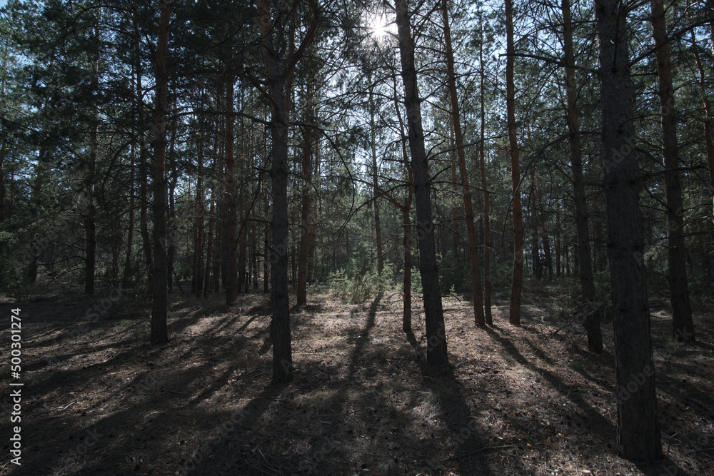 Fototapeta premium Landscape dark pine forest with breaking rays sunlight.