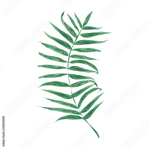 Liść palmy - grafika wektorowa