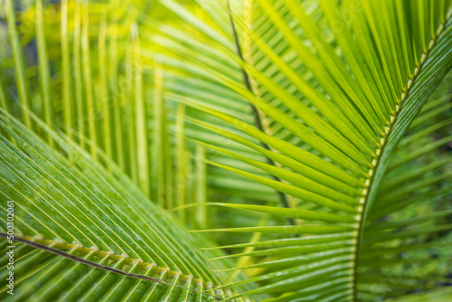 Abstract closeup of tropical palm tree leaf  exotic nature pattern. Sunlight  blurred green foliage. Relaxing nature view  natural leaf texture nature background.