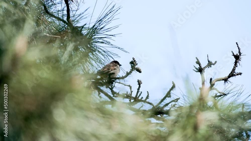 Sparrow chirps in a pine tree