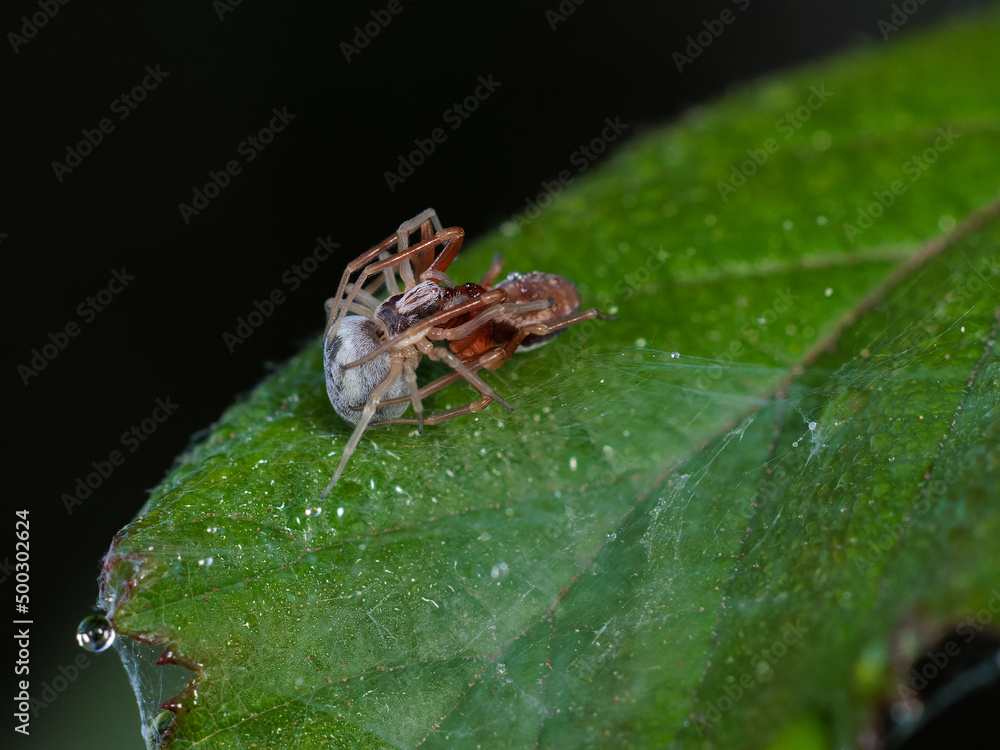 Spiders confronted on top of a leaf. Spiders confronted on top of a leaf.