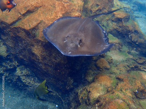 a stingray swimming over coral and rock reef underwater.