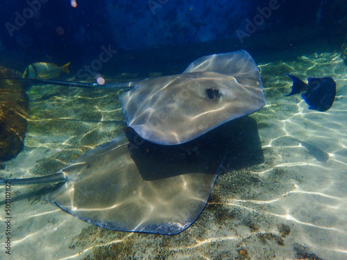 a stingray swimming over coral and rock reef underwater.
