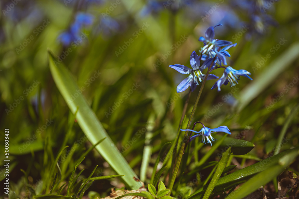 Closeup of early spring blue flowers wood squill blooming in sunny springtime meadow with copy space Closeup of early spring blue flowers wood squill blooming in sunny springtime meadow with copy space