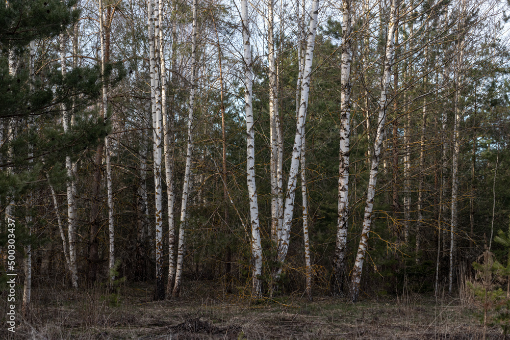 mixed forest with birch trees and pine trees mixed forest with birch trees and pine trees