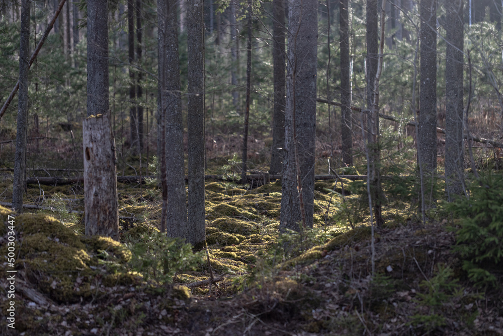 sun shines through trees on forest moss sun shines through trees on forest moss