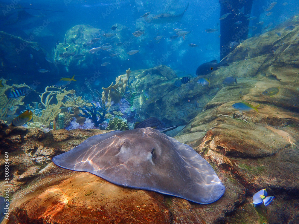 Fototapeta premium a stingray swimming over coral and rock reef underwater.