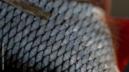 close up of common roach skin with scales photo