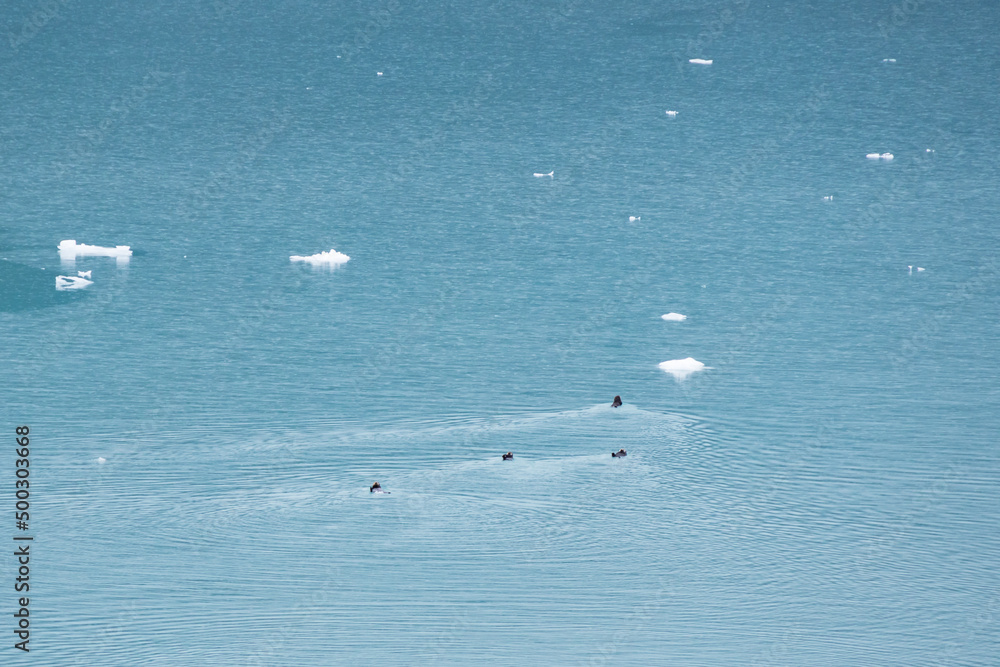 River otters swimming in the ocean, Alaska, USA River otters swimming in the ocean, Alaska, USA