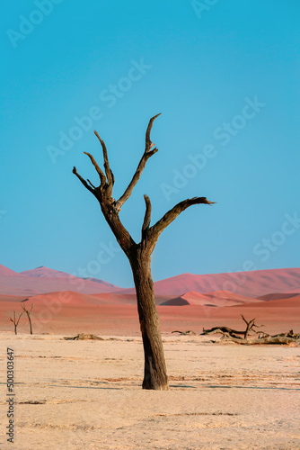 Petrified camel acacia in Deadvlei Valley. Namibia