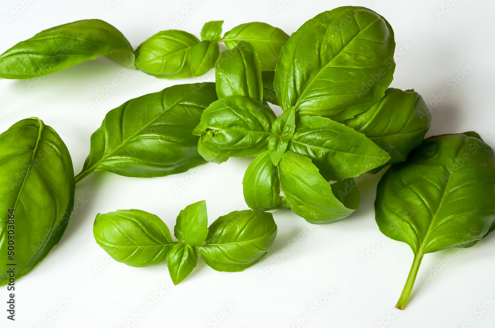 Obraz premium basil, leaves of Ocimum L., on a light background, macro
