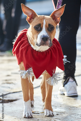 Dog in New Year's or Christmas elf costume on a walk