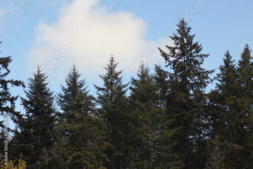 Pines  firs  cedars in the North American taipa forest with blue skies.