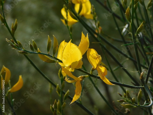 Spanish or weaver s broom or Spartium junceum plant  yellow flowers  in Attica  Greece