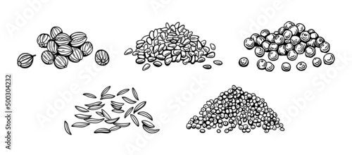 Seeds of seasonings and spices, sesame, pepper, poppy seeds, cumin, coriander. Vector illustration in manual doodle style