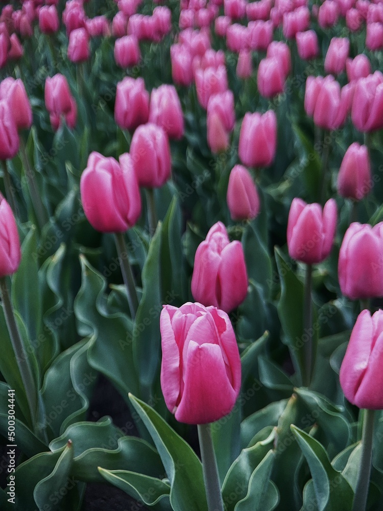 pink tulips in a garden