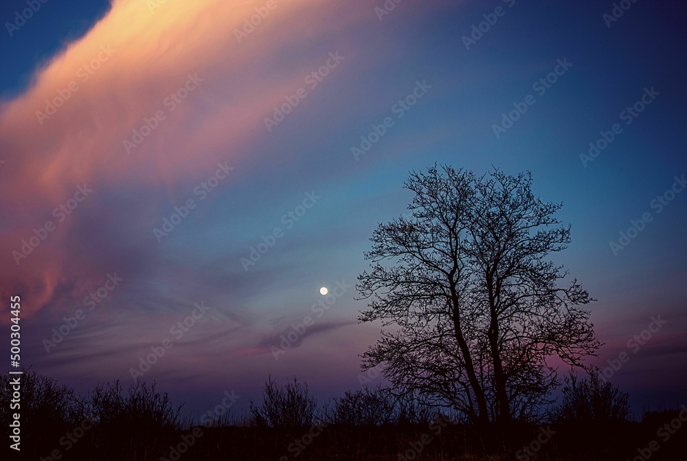 Nature Night View Tree & Moon Nature Night View Tree & Moon