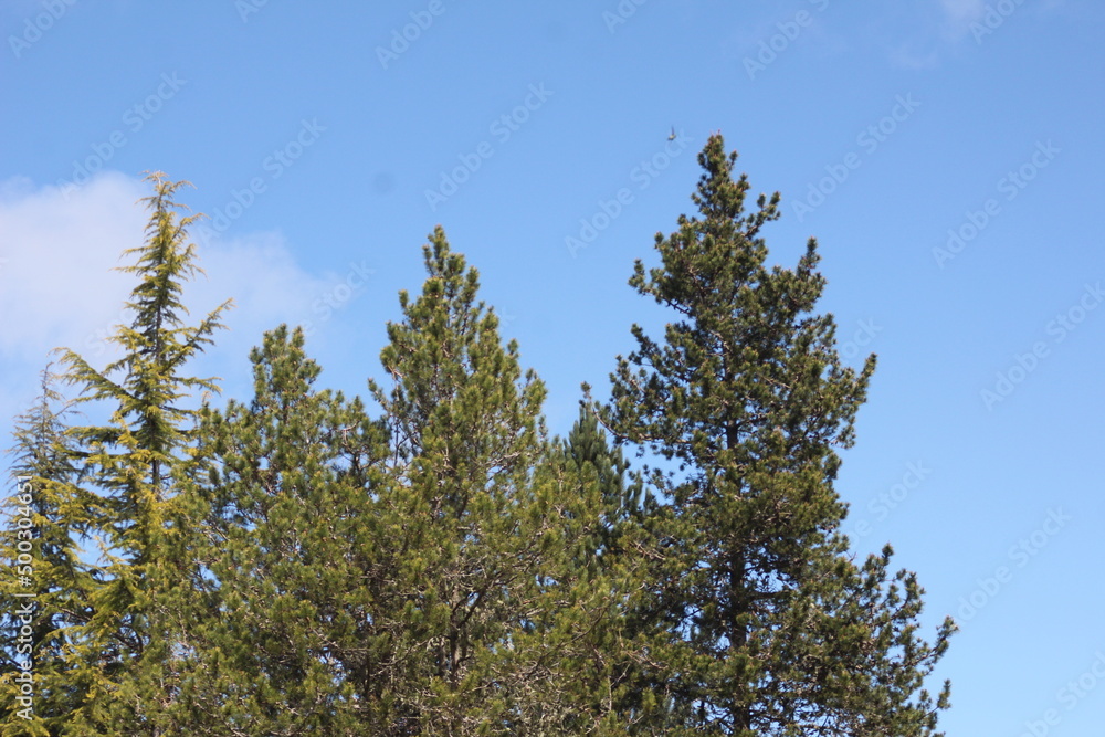 Pines, firs, cedars in the North American taipa forest with blue skies. Pines, firs, cedars in the North American taipa forest with blue skies.