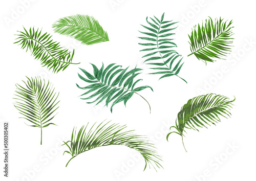 Liście palmy-rośliny topikalne izolowane na białym tle - grafika wektorowa