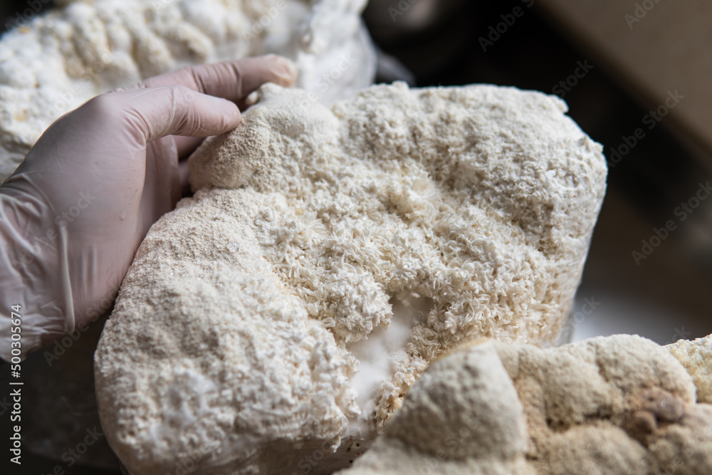 Hericium erinaceus medicinal mushroom nootropic. Fruiting bodies of Hericium erinaceus prepared for reception Hericium erinaceus medicinal mushroom nootropic. Fruiting bodies of Hericium erinaceus prepared for reception